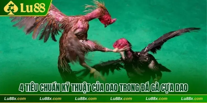 4 tiêu chuẩn kỹ thuật của dao trong đá gà cựa dao