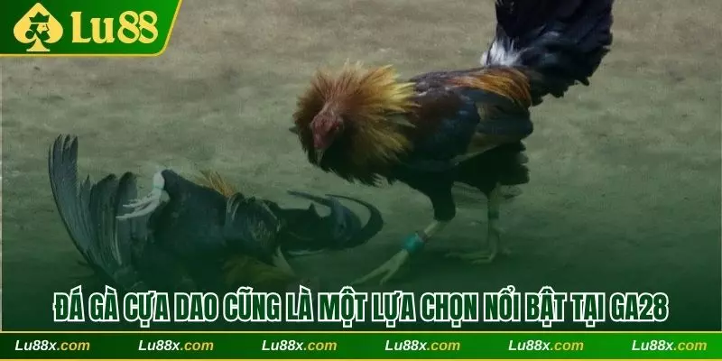 Đá gà cựa dao cũng là một lựa chọn nổi bật trong sảnh GA28